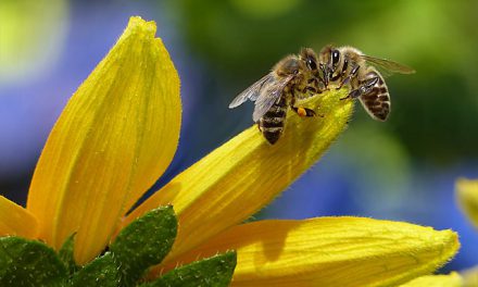 Bee Active